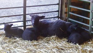 Cassie enjoys nap time with the lambs.