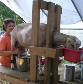 Here's Nina milking one of her goats...they're just the sweetest girls an their milk is YUM!