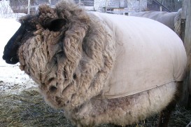 big fleece in a small coat